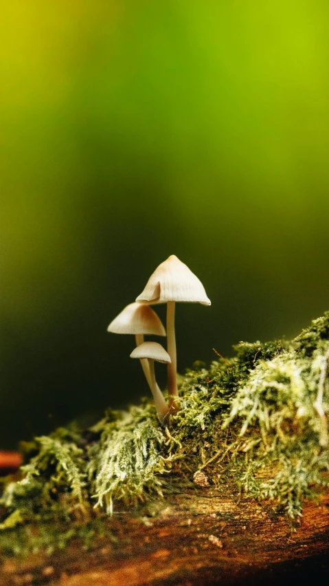 a couple of mushrooms are sitting on a moss covered surface