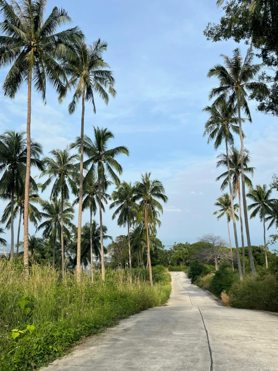 palm trees and other vegetation lining a road