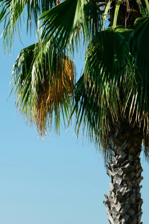 the view of palm tree from behind it