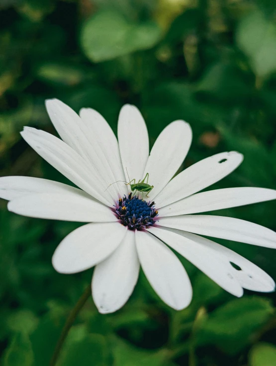 a bug sits on a white flower outside