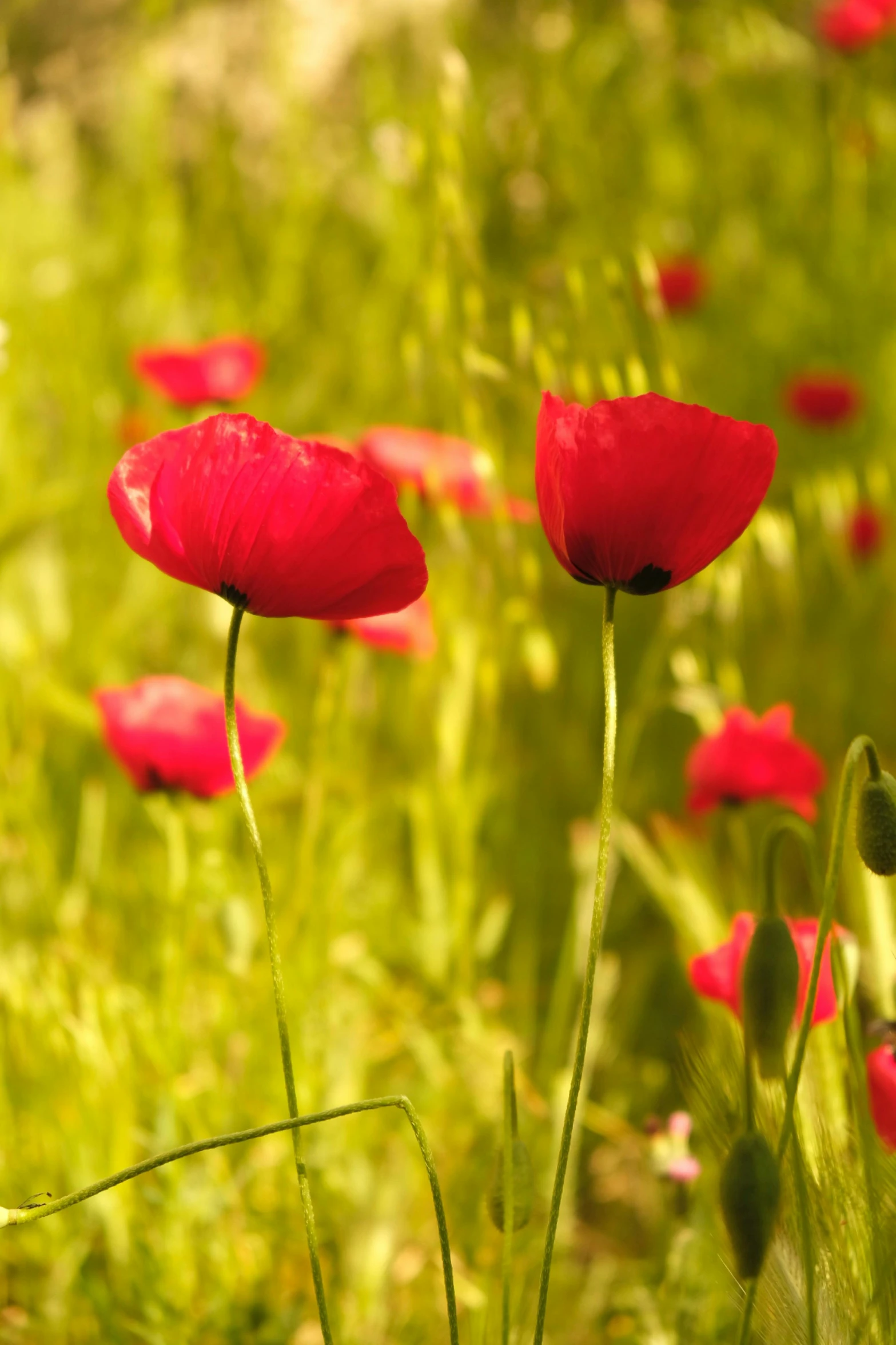 a field full of red flowers in the sun