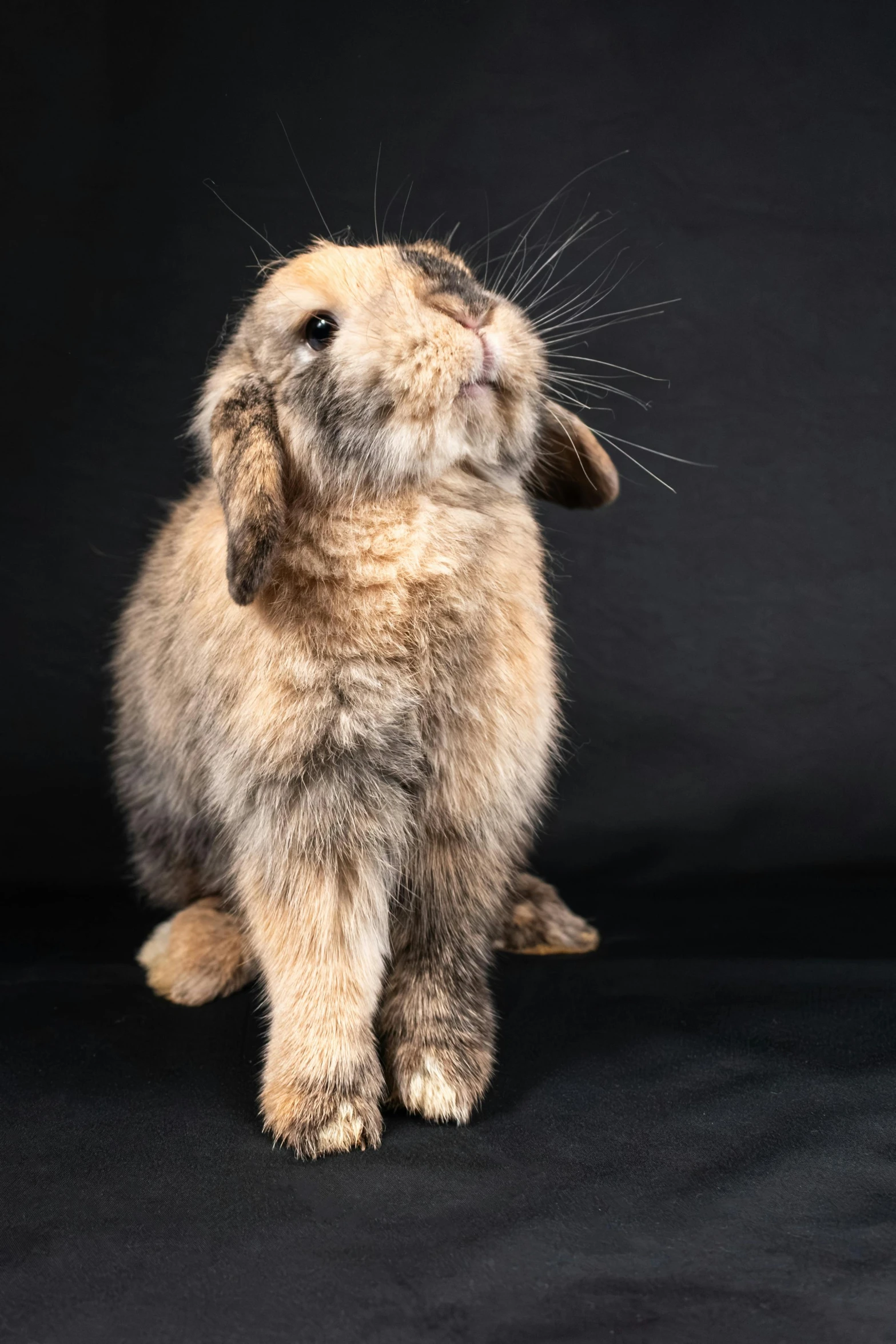 a little bunny sits in front of a black background