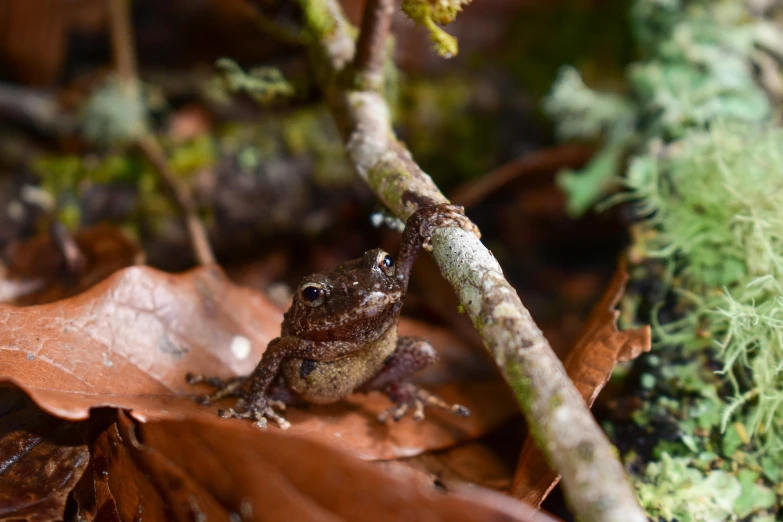 a frog with an upside down head is standing on a nch