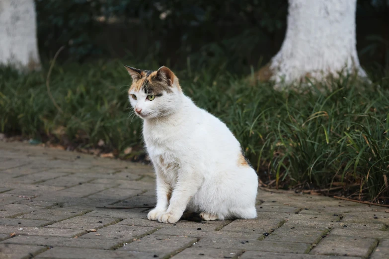 white cat with brown patches sitting on brick surface