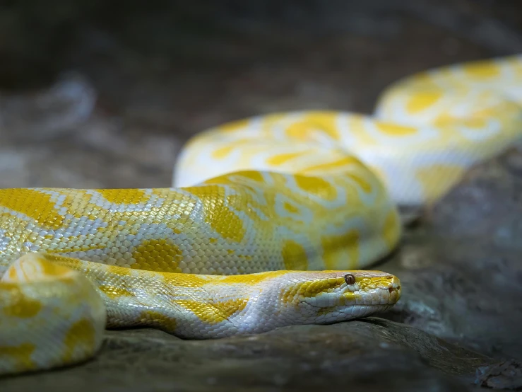 a white and yellow snake is laying on the ground