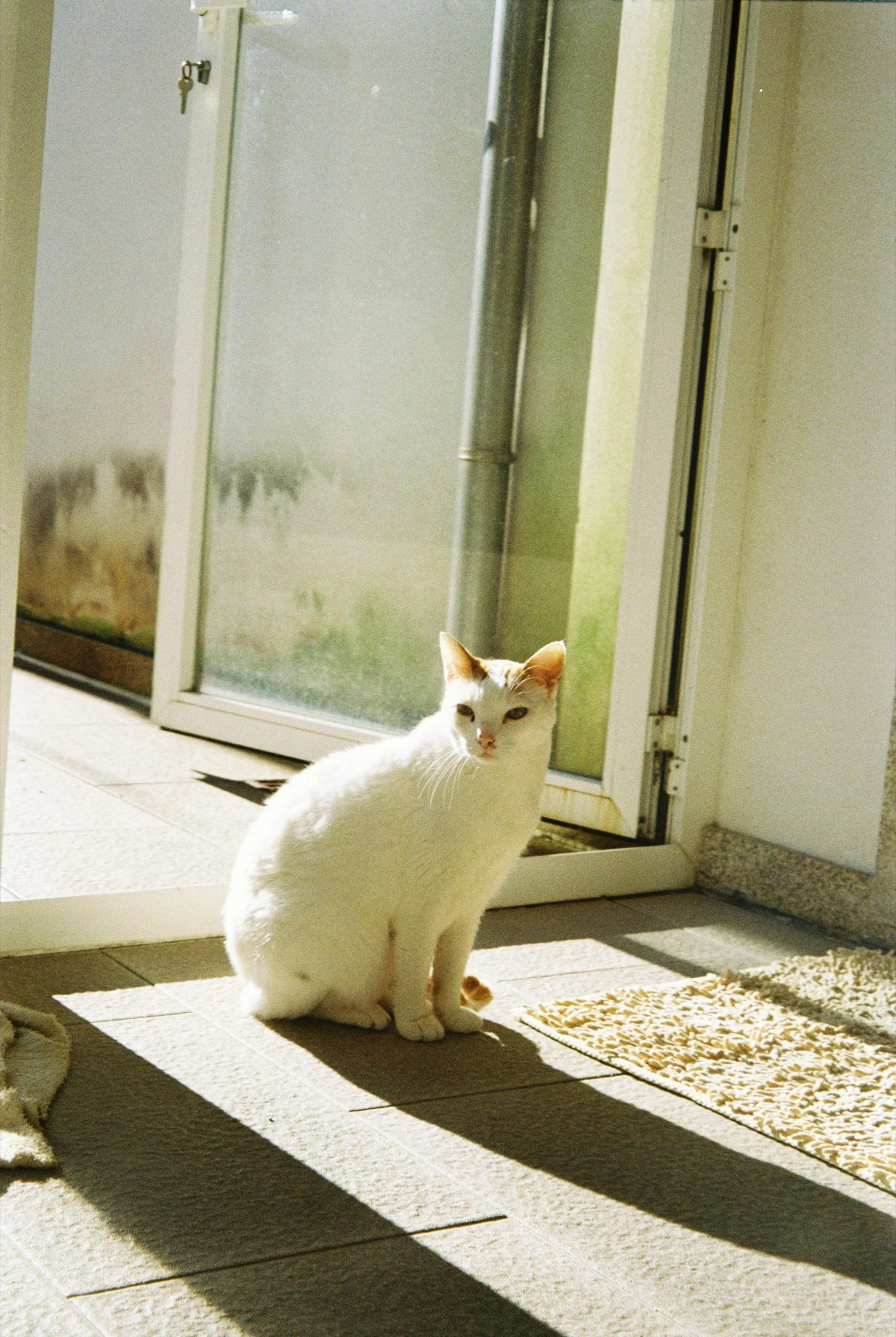 a white cat sitting on top of a hard wood floor