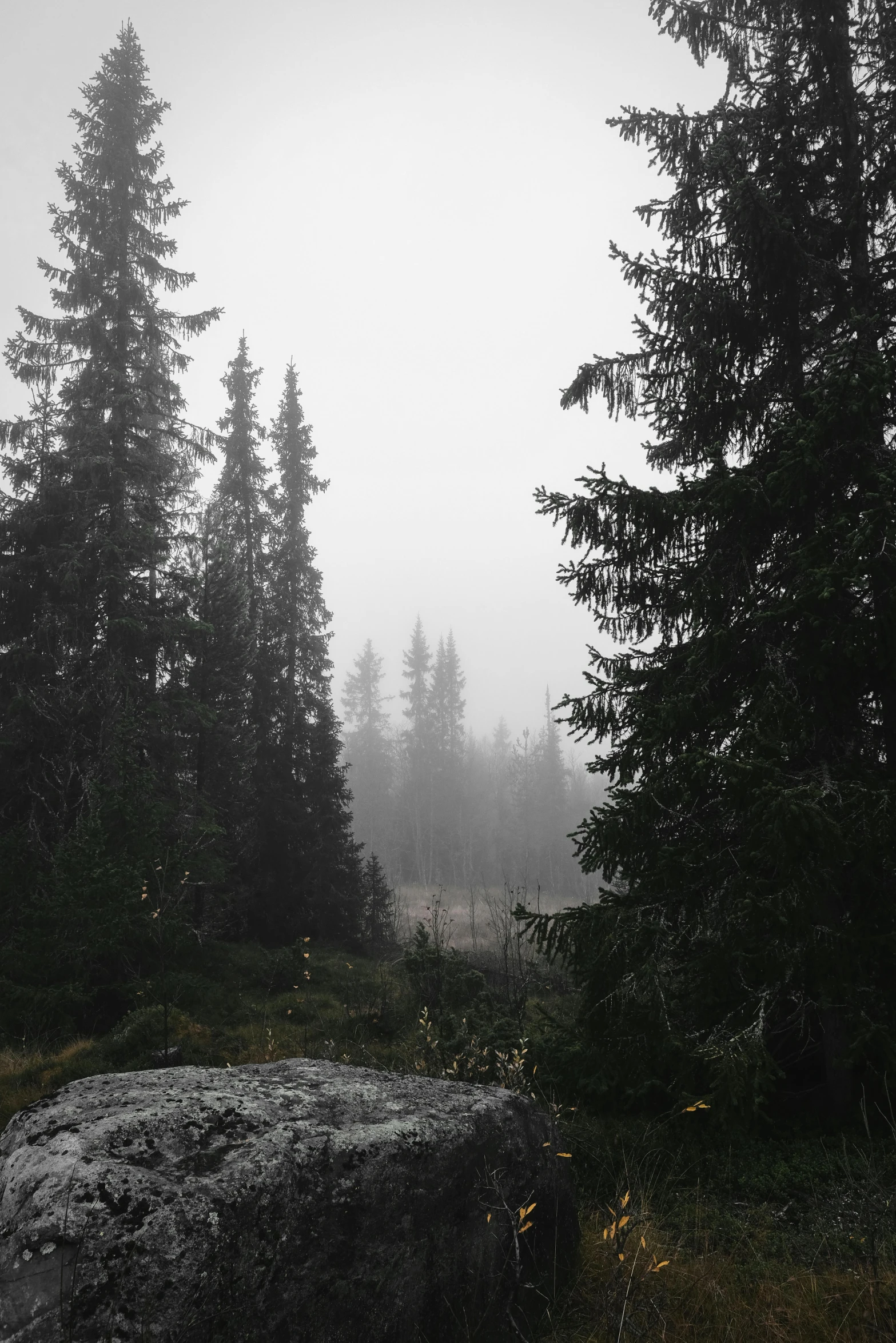 a forest in the fog with lots of trees