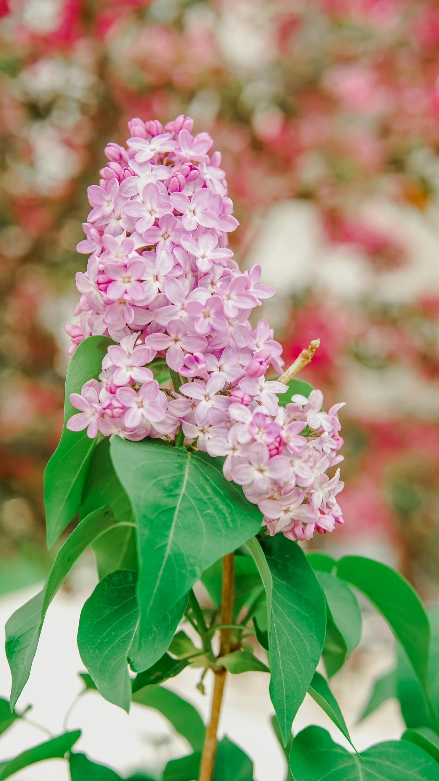 a flowering plant has pink flowers on it