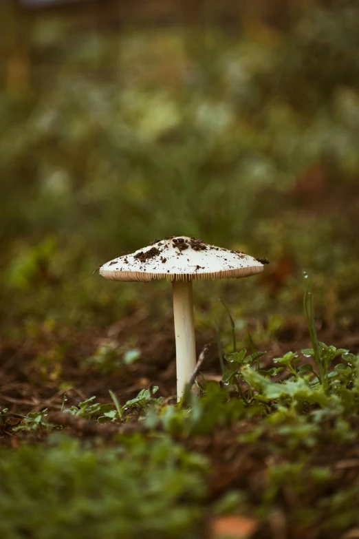 the mushroom is white with brown spots