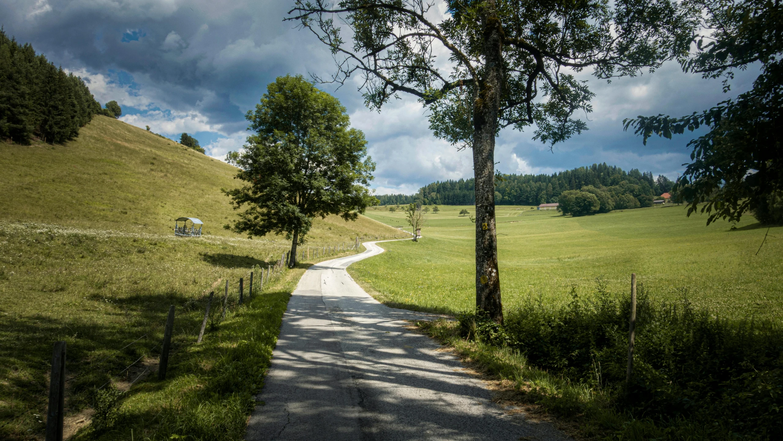 the path on the hill has a cow grazing on it