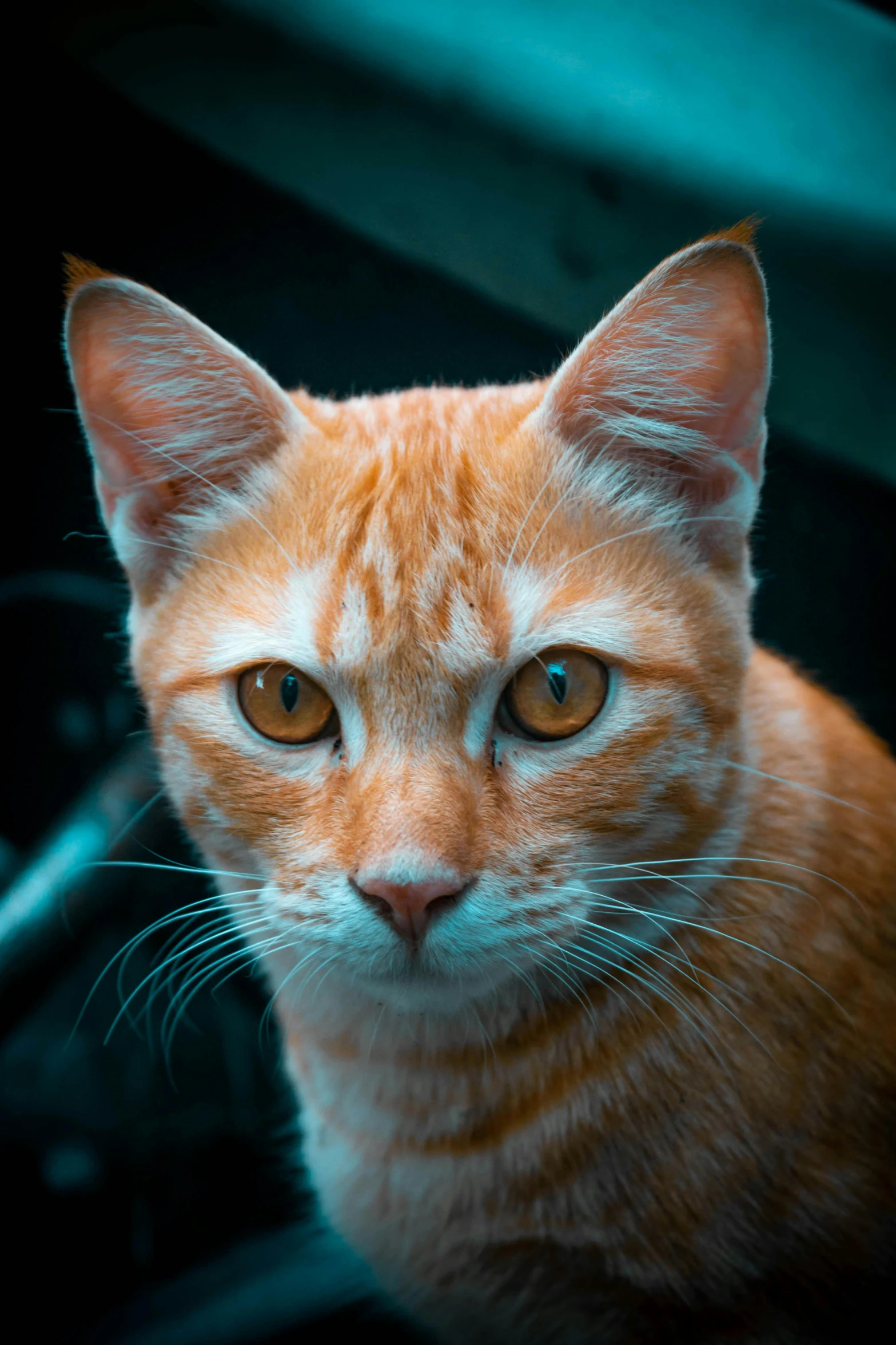 a orange cat looking straight ahead in an orange and black car