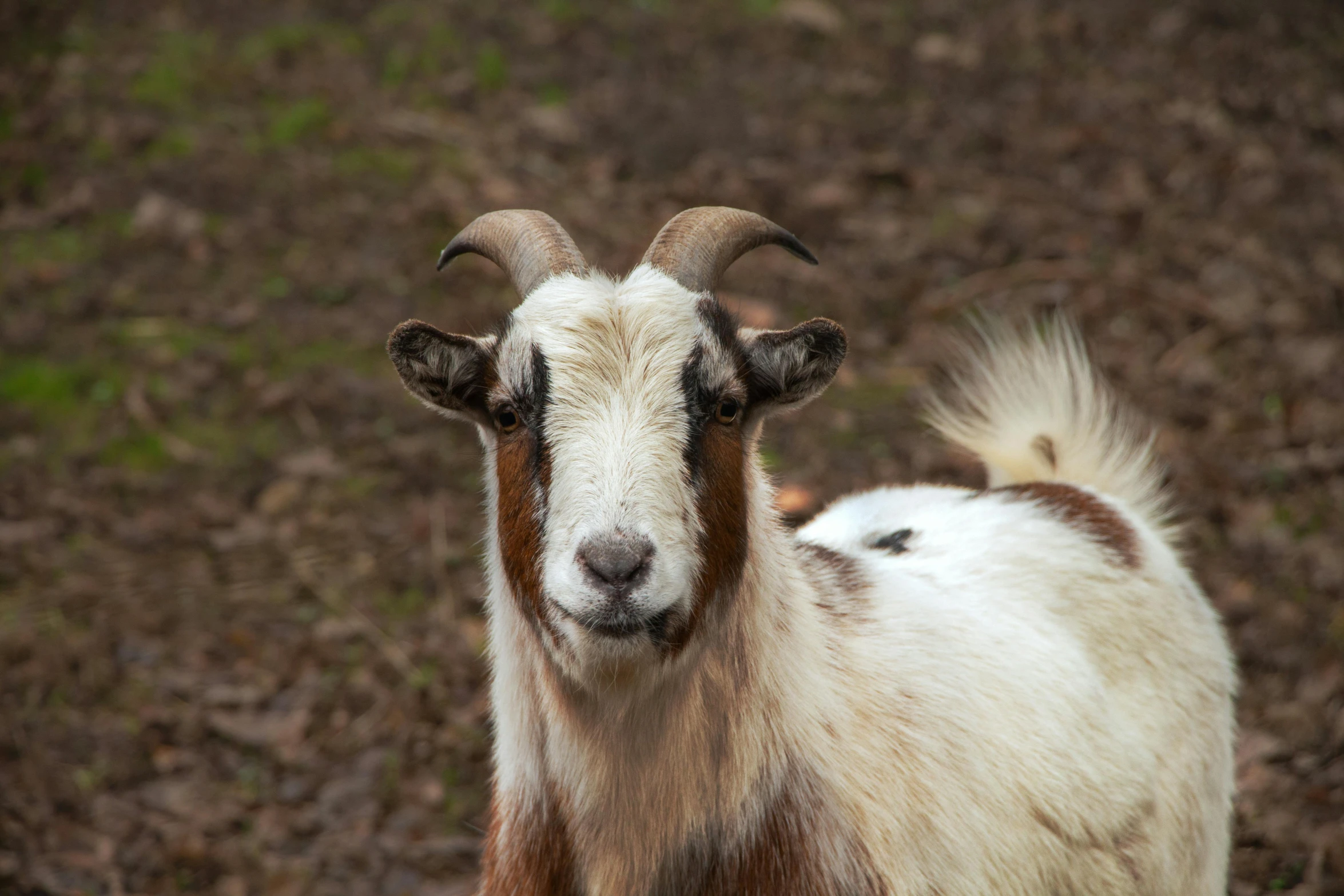 a white goat with a brown patchy ear and head