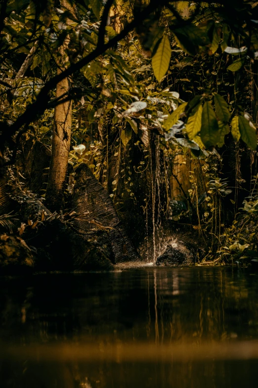 the treetops and plants are reflected in water