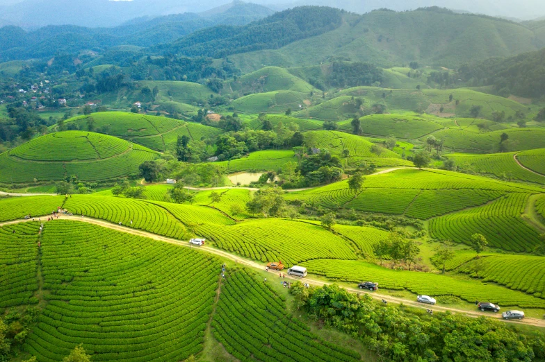 a farm road winding through tea plants and forest