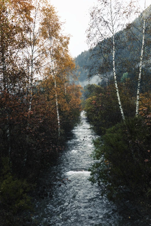 some water and some trees near one another