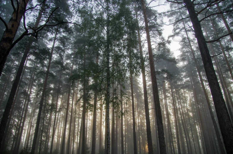 a tree line with many trees in the background