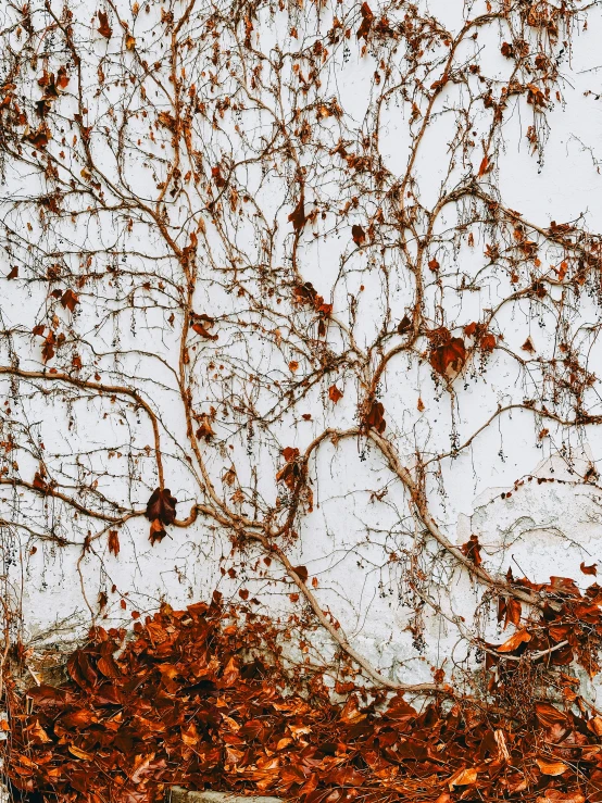 a white sign sitting under a tree covered in leaves