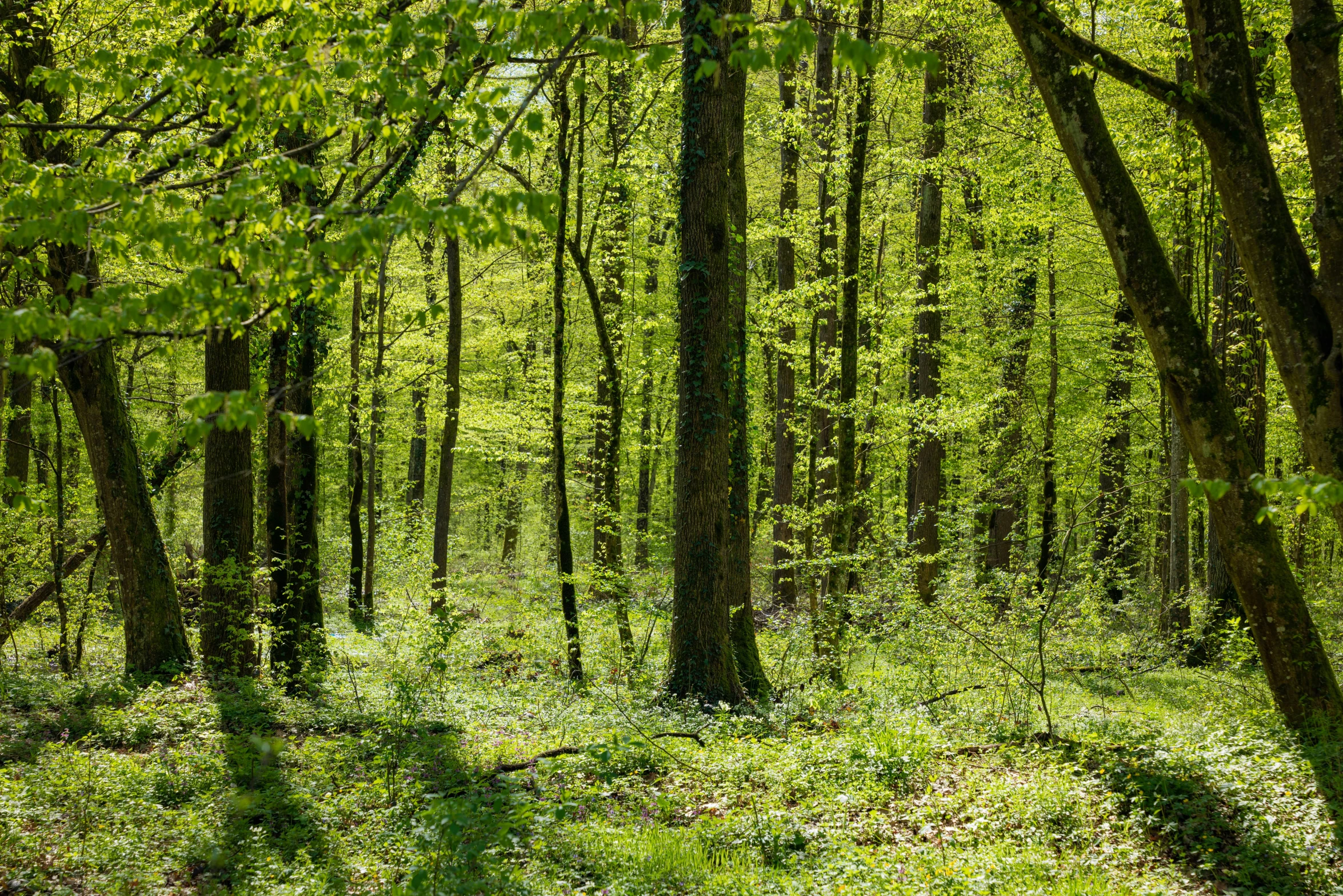 the trees line the forest path and are green