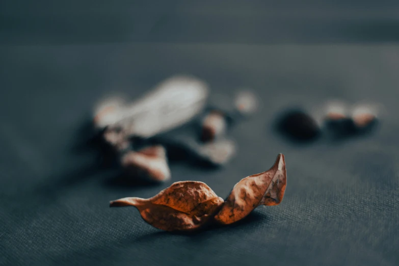 a few dried brown leaves sit on a black surface