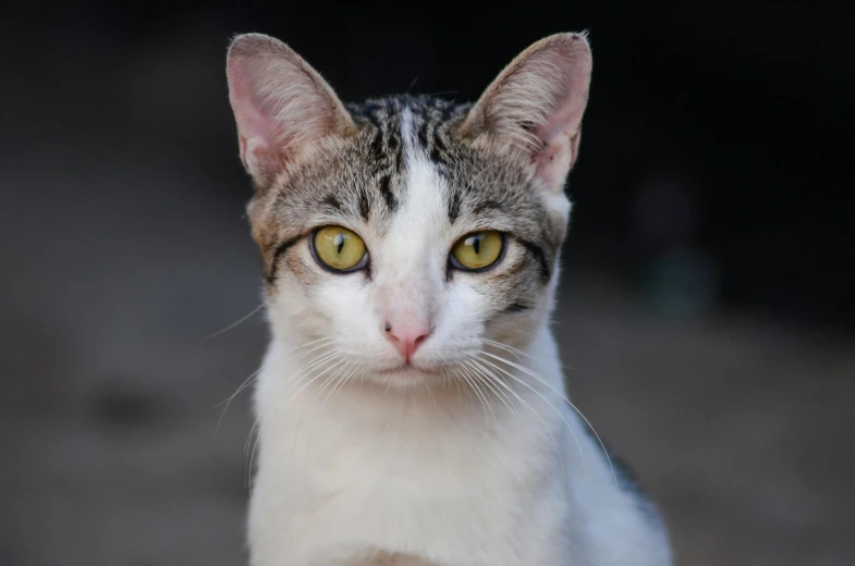 a cat with yellow eyes and some sort of cat