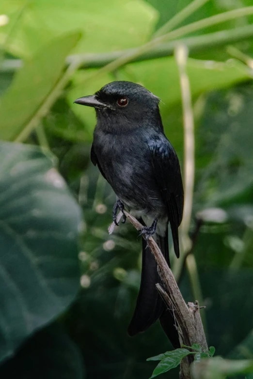 a black bird perched on a thin nch