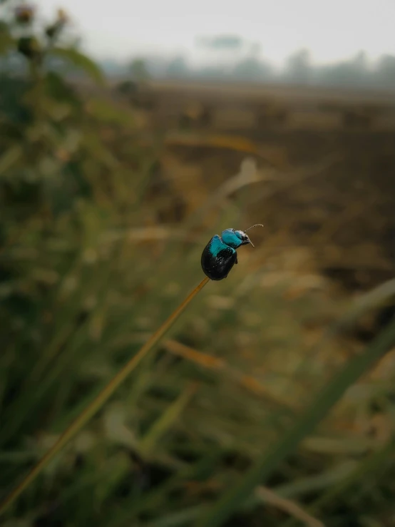 the tiny bug is sitting on a flower in the middle of the field