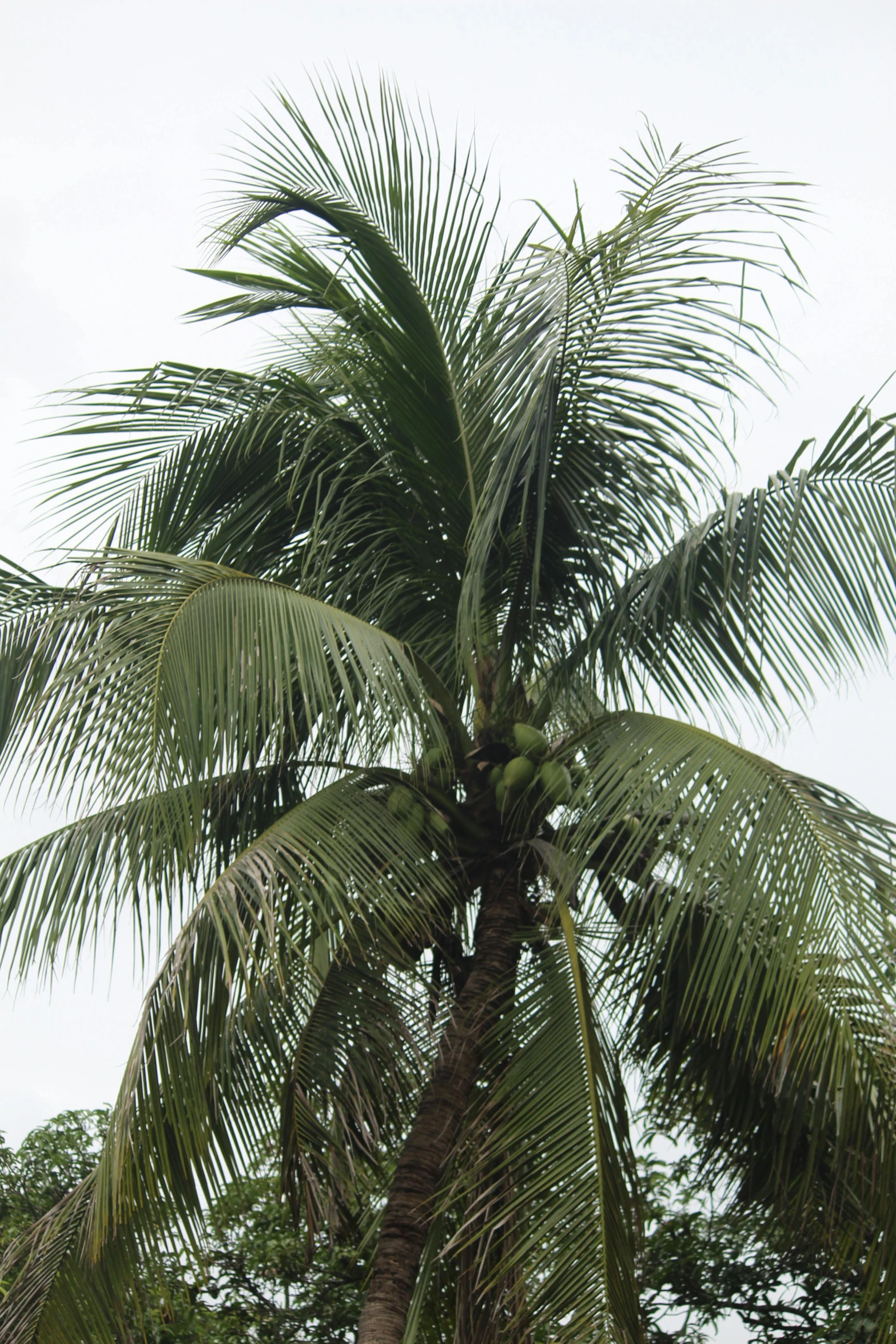 a large palm tree with two green leaves