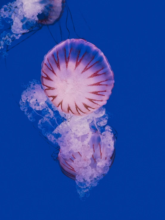 two jellyfish are shown swimming near each other