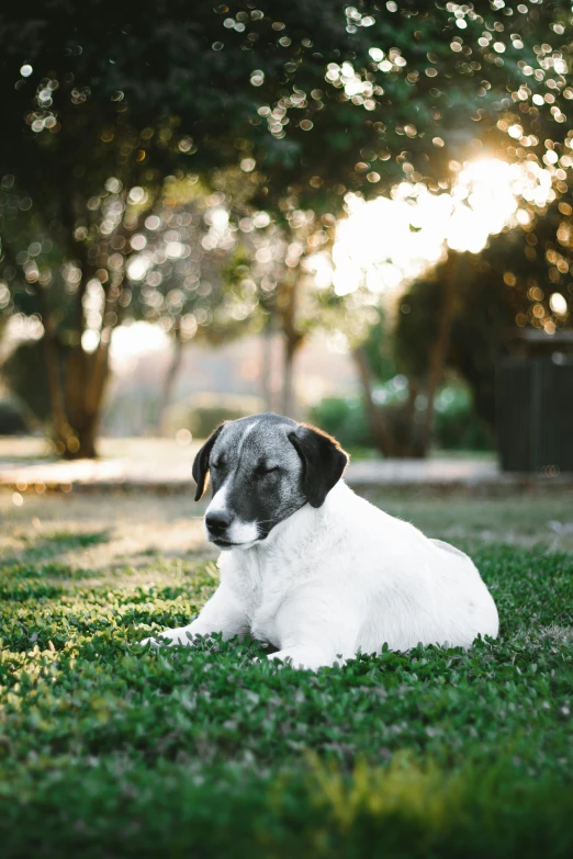 a dog sitting in the grass near the woods