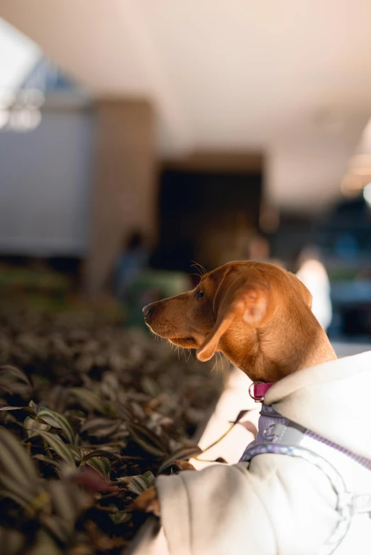 a dog looks back from sitting on some flowers