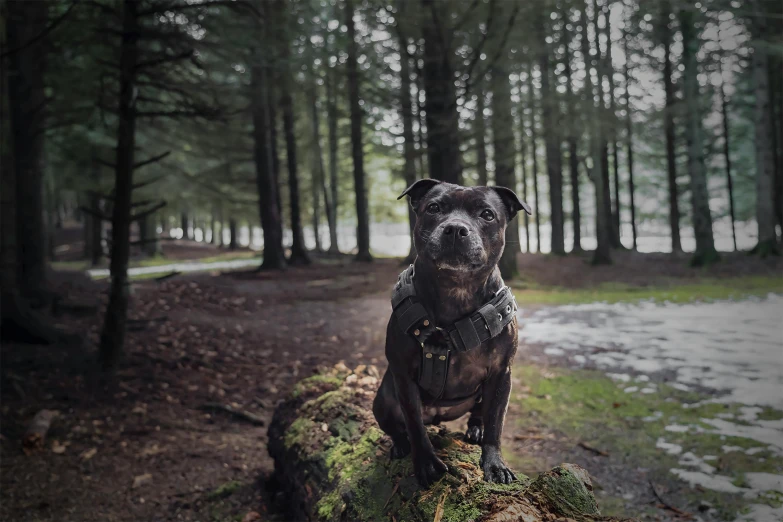 a dog is standing on a log in the forest