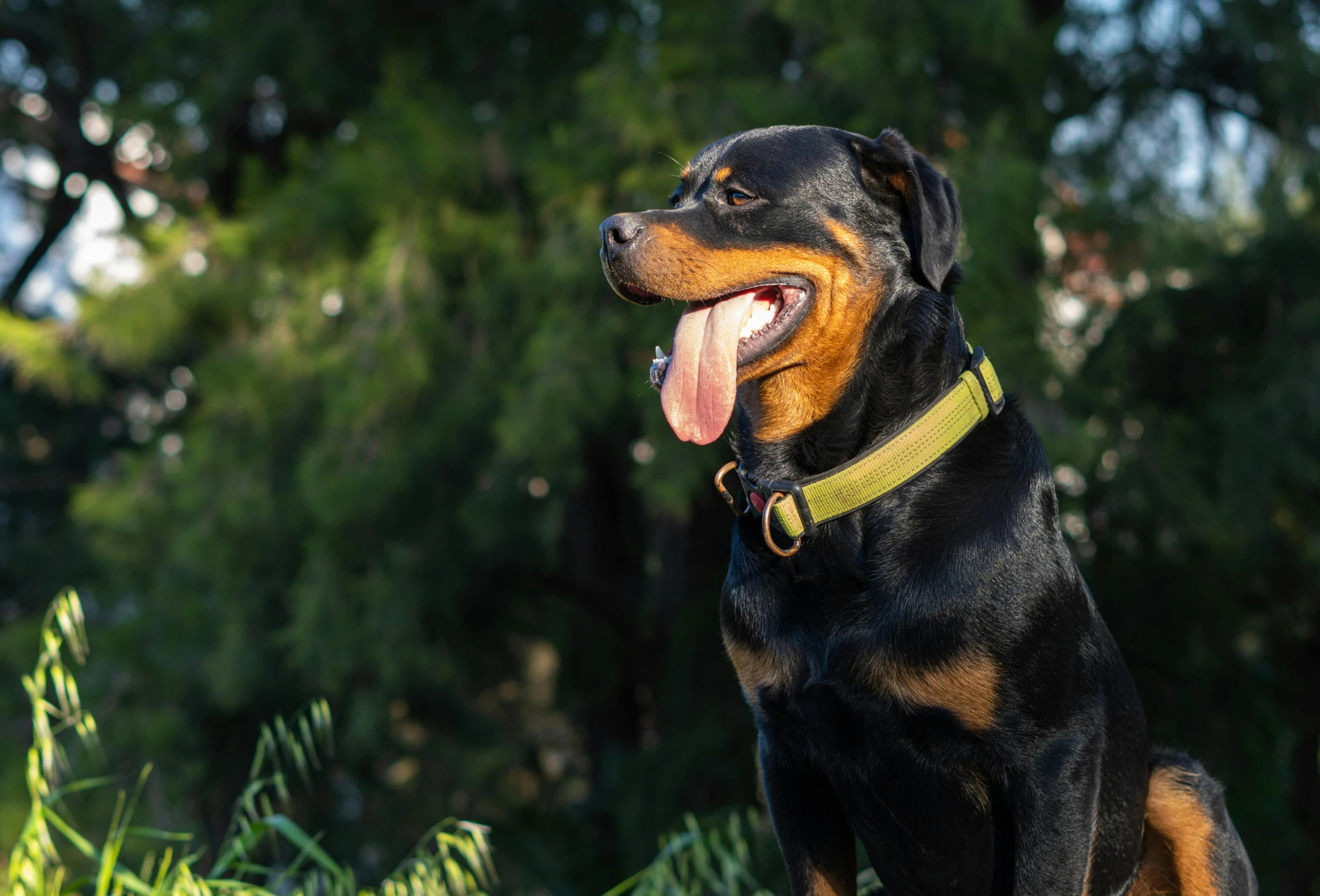 a dog is standing in the woods with its tongue out