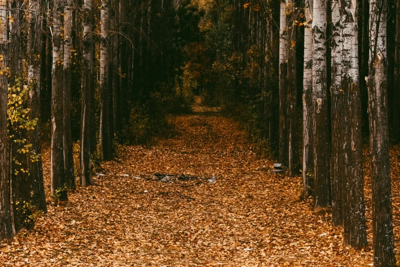 a pathway in the woods with leaves on the ground