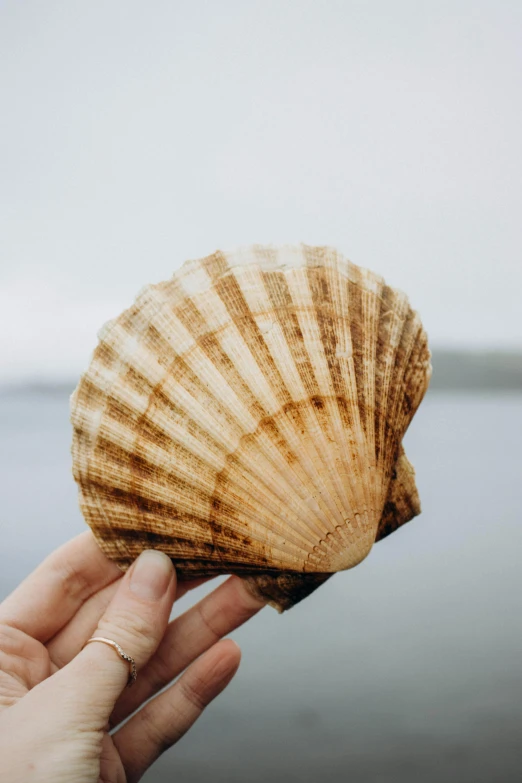 a hand holding a sea shell over the ocean