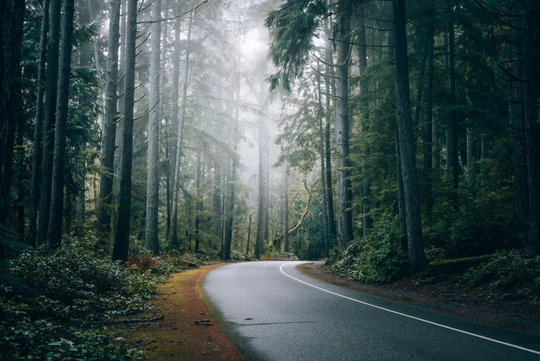 a road through a dense green forest on a foggy day