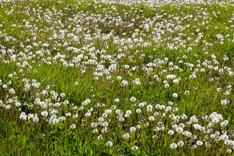 a field full of grass and flowers with two sheep standing on top of it