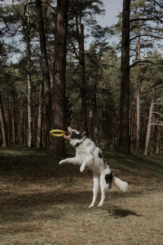 a dog is jumping up to catch a frisbee