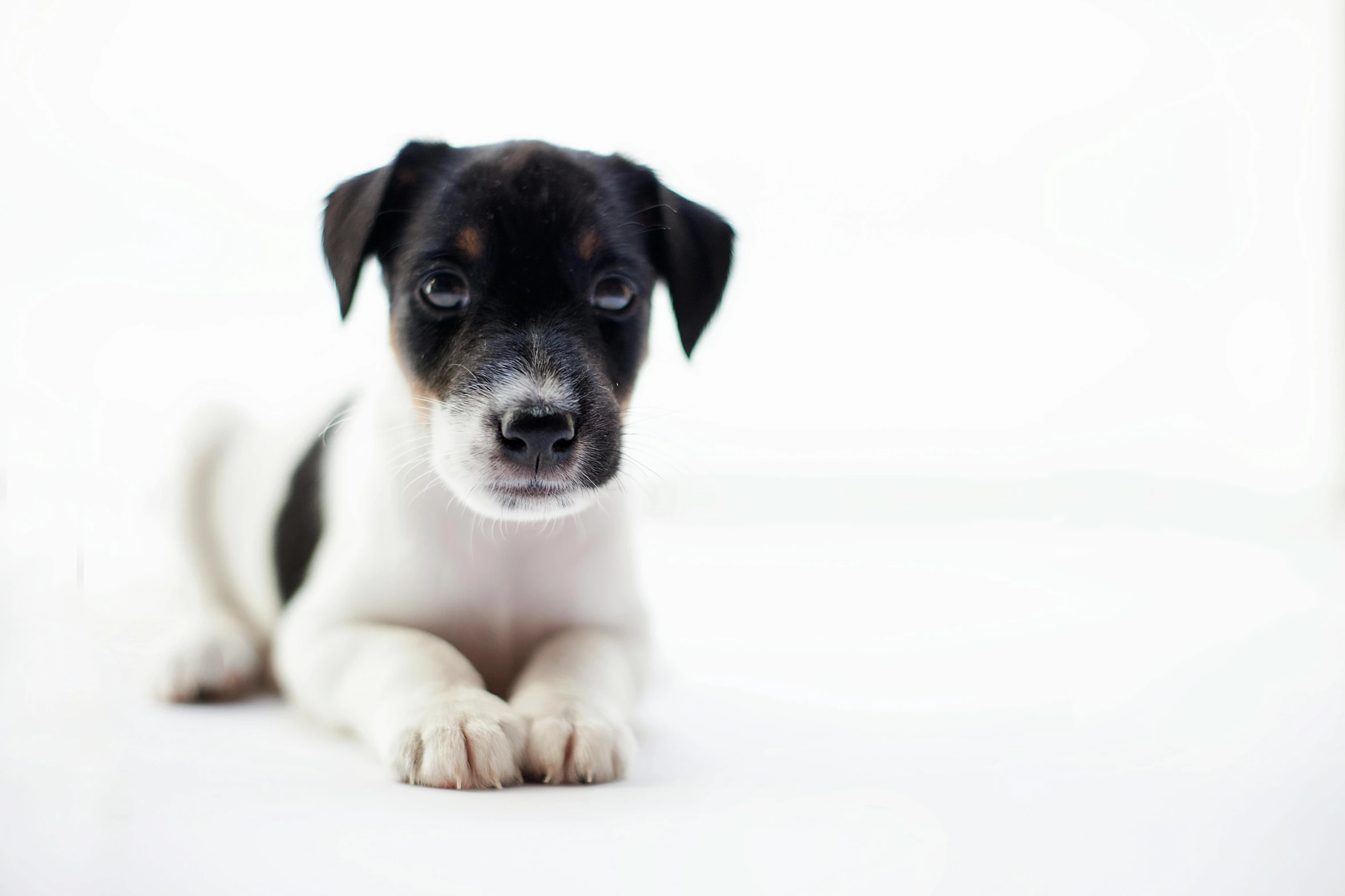 a black and white puppy laying down looking at the camera