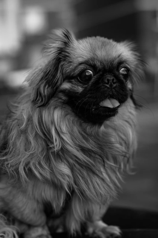 a small dog sits in the road