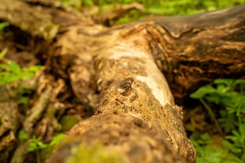 a log sitting in the middle of the forest