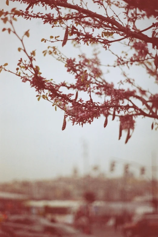 a tree in the city with lots of flowers and lots of leaves