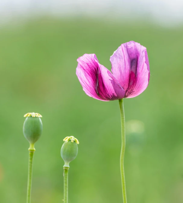 pink flowers on the back side of each other