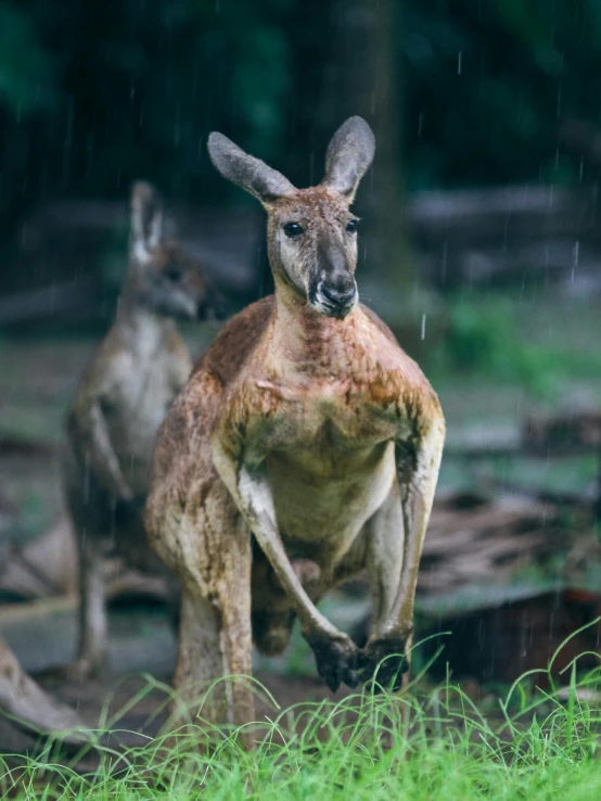 the two kangaroos stand with their tails facing right and they are in the middle of the forest