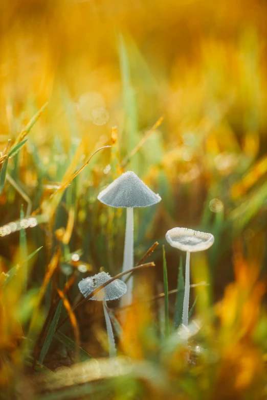 an image of a group of mushrooms in the field