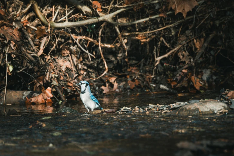 a small blue bird standing in water near small rocks and tree limbs