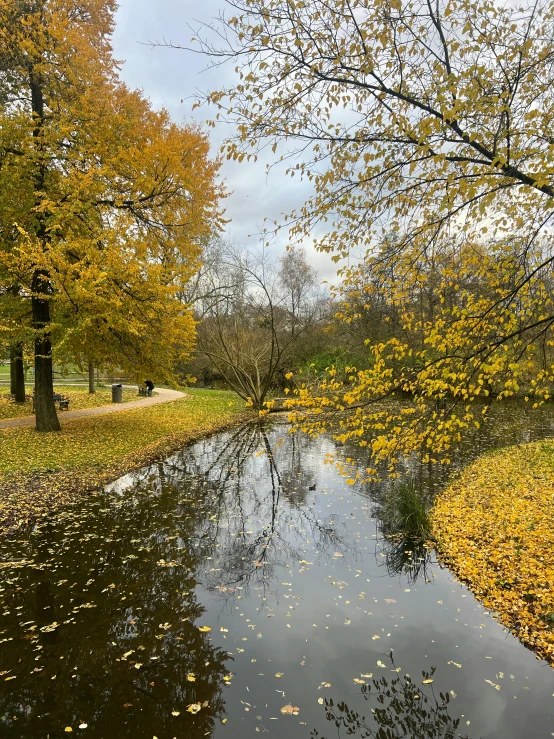 some very pretty trees in the woods by a river