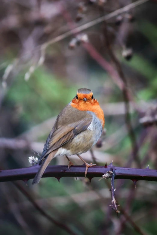 a bird sits on a bar fence next to a tree