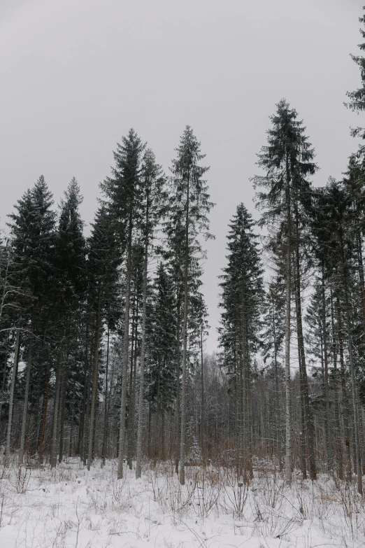 there are many trees in the snow covered field