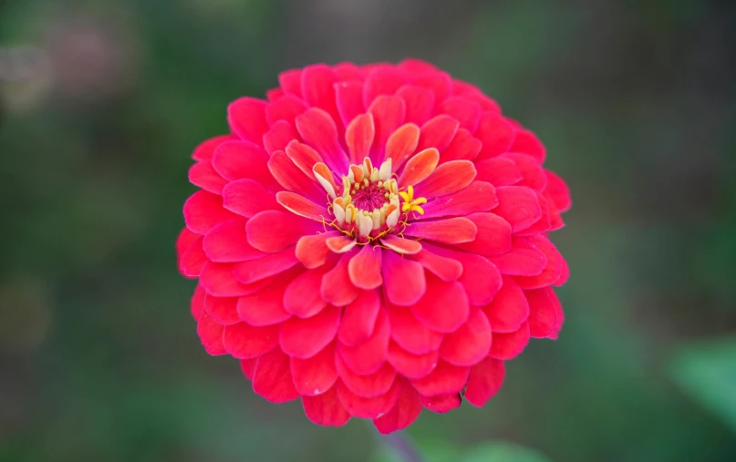 a red flower with large petals in the middle