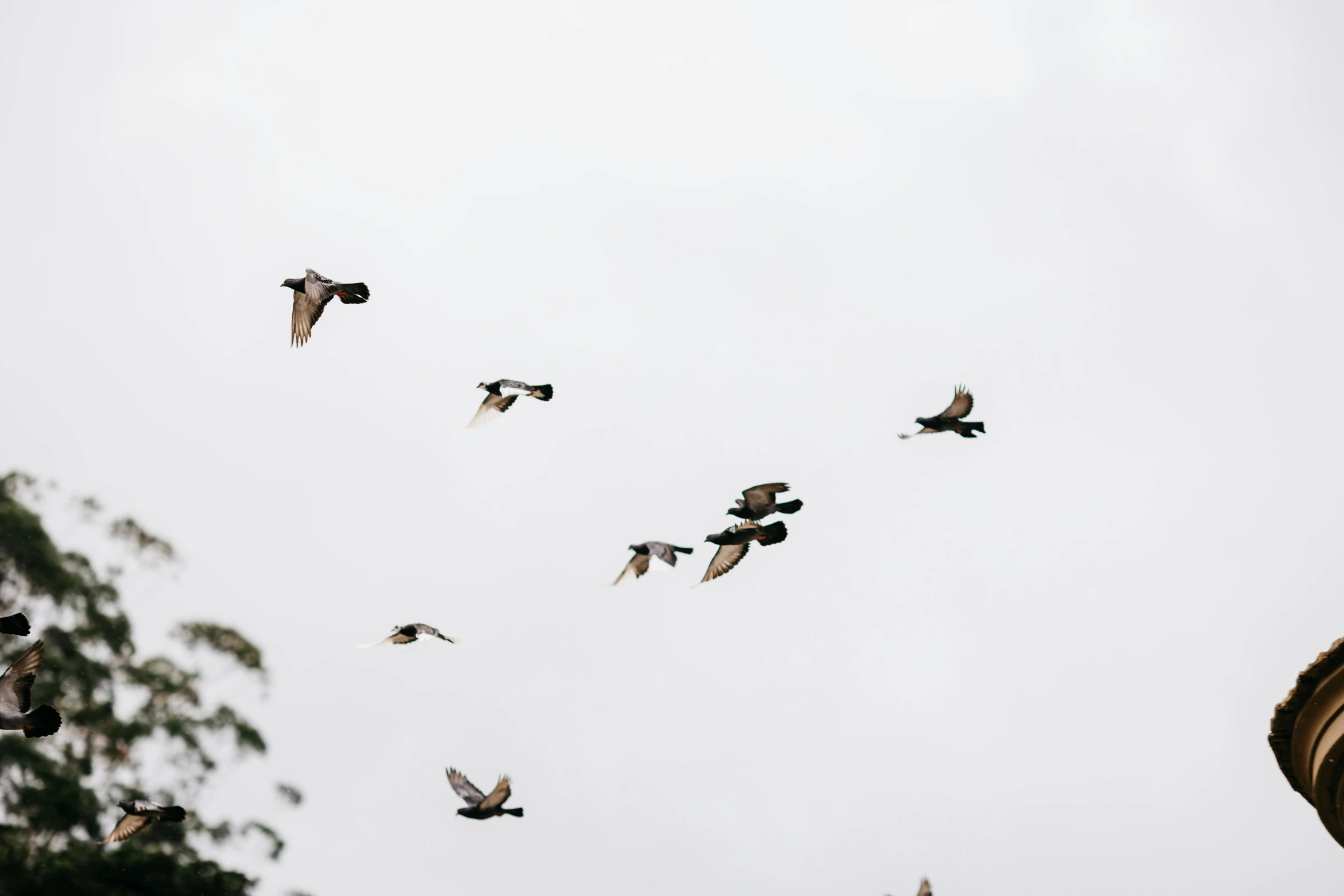 a flock of birds flying in a very cloudy sky